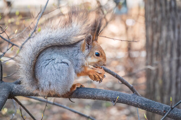 The squirrel with nut sits on a branches in the spring or summer.