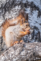 The squirrel with nut sits on a branches in the spring or summer.