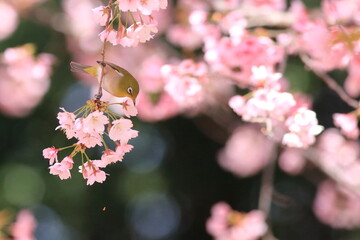 桜とメジロ