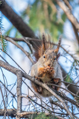 Fototapeta premium The squirrel with nut sits on a branches in the spring or summer.