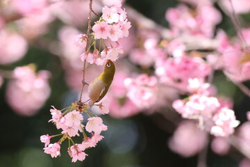 桜とメジロ