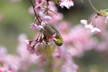 桜とメジロ