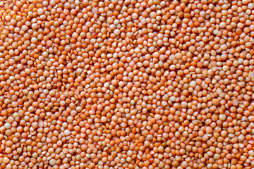 Textured background of orange lentil groats, top view
