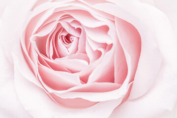 Fototapeta na wymiar Pink pale rose flower petals, soft focus. Macro flowers backdrop