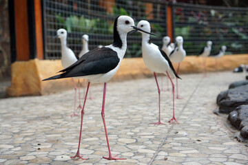 The Black-winged Stilt Bird has long pink legs, black wings and a white body.                      