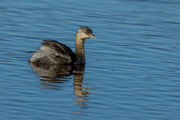 Australian Grebe in Victoria Australia