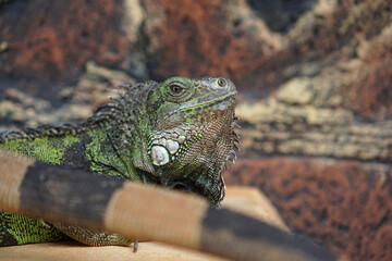 Close up photo of green iguana.	