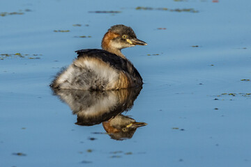 Australian Grebe in Victoria Australia