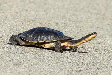 Long-necked Turtle in Victoria Australia