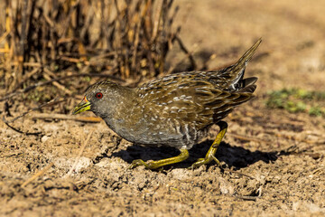 Australian Spotted Crake in Victoria Australia