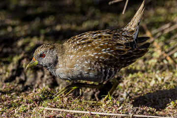 Australian Spotted Crake in Victoria Australia