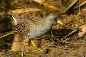 Australian Spotted Crake in Victoria Australia