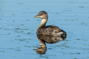 Hoary-headed Grebe in Victoria Australia