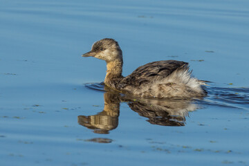 Hoary-headed Grebe in Victoria Australia