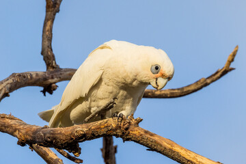 Little Corella in Victoria, Australia