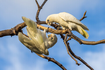 Little Corella in Victoria, Australia