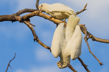 Little Corella in Victoria, Australia