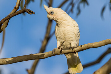 Little Corella in Victoria, Australia