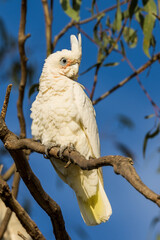 Little Corella in Victoria, Australia