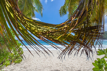 Hamac  de verdure, palmes de cocotiers, Seychelles ,Mahé  anse Takamaka