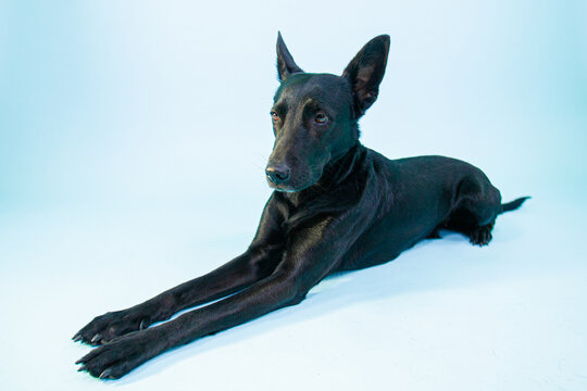 Perro Xoloitzcuintle	