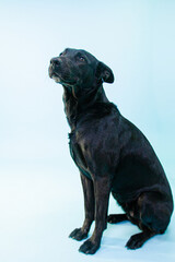 Perro Xoloitzcuintle	