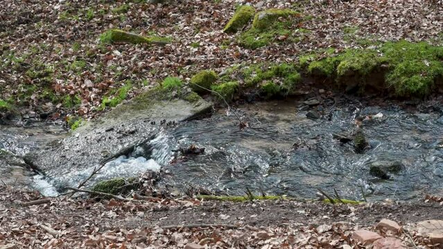 Close-up of a Idyllic river with flowing water stream in the woods, rocks in the water, surrounded by grass, Brudergrund, Erbach