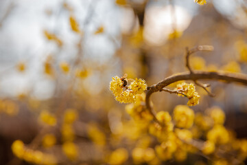 Floral flower spring abstract background of cherry blossom flower