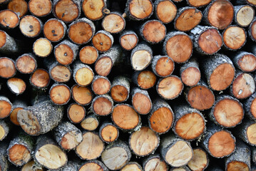 Background with cut pine logs
