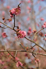 Some close ups of flowers I found in Jeonju palace in South Korea 