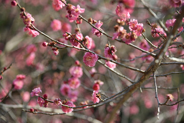 Some close ups of flowers I found in Jeonju palace in South Korea 