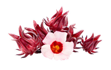 roselle hibiscus with leaf on transparent png - obrazy, fototapety, plakaty