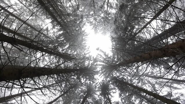 snowy conifers photographed from below