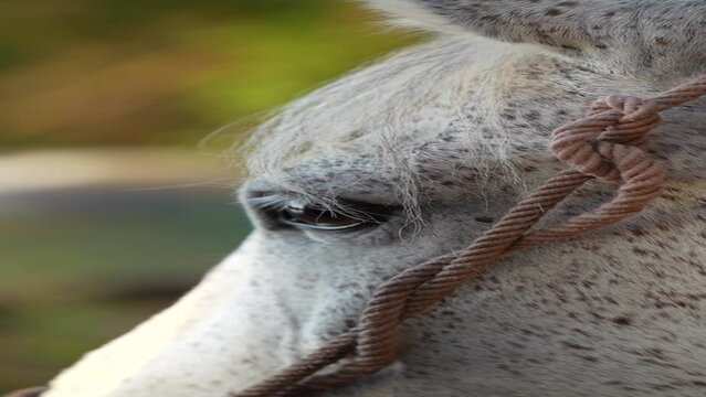 portrait of a horse closeup video vertical white eye