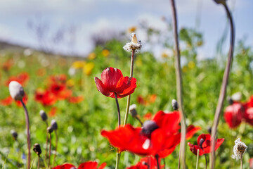 Wild red anemone flowers blooms close-up in spring. Desert of the Negev. Southern Israel.