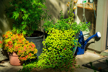 Potted plants in planters garden with green and tropical shrubs with decorative red leaves and blue watering container