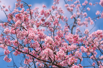 河津桜