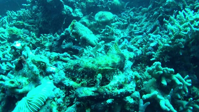 coral reef and lizardfish
