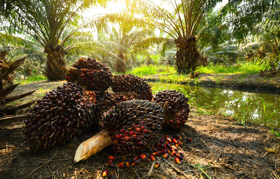 Pile of oil palm bunches in farming  after harvesting.