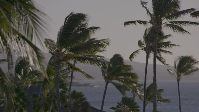 4K shot of Palm Trees swaying in the breeze of early morning Hawaii, with ocean in the background.