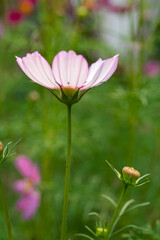 Pink Cosmos Flowers Close Up