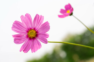 Pink Cosmos Flowers Close Up