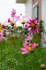 Pink Cosmos Flowers Close Up