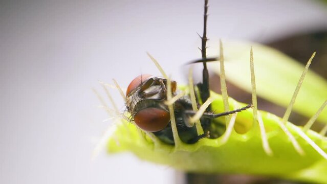 Venus Flytrap plant with trapped house fly. Closeup view of plant top portion with insect. Slow motion. Macro. Clip A