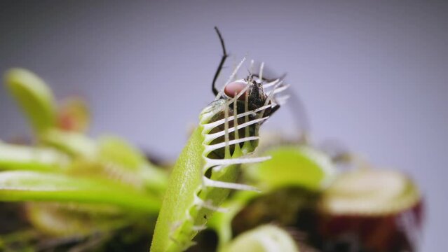 Venus Flytrap plant with trapped house fly. Close view of back portion of plant and insect. Slow motion. Macro. Clip A