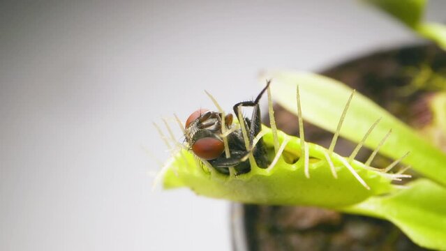 Venus Flytrap plant with trapped house fly. Wide view of plant top and insect. Slow motion. Macro. Clip B