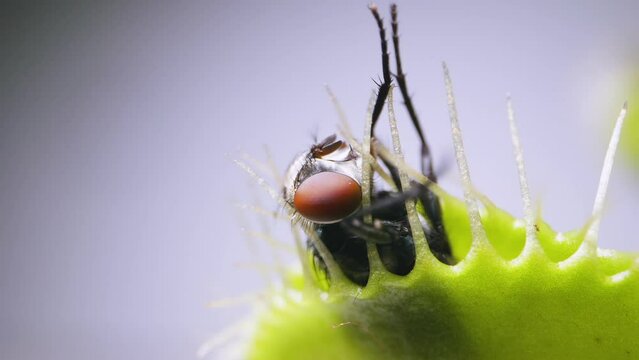Venus Flytrap plant with trapped house fly. Closeup top-side view of plant and insect. Slow motion. Macro. Clip B