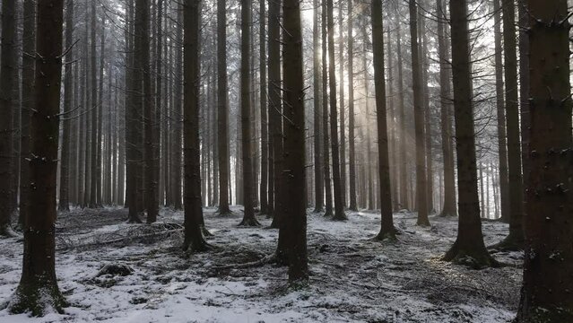 Fantastic snowy winter landscape, magic sunset in the forest,
