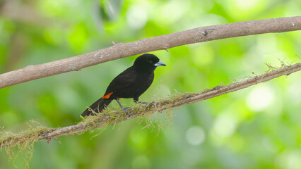 front view of a cherries tanager on a perch in a garden at sarapiqui