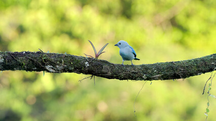 afternoon front on shot of a blue-gray tanager perching on a branch